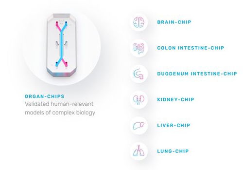 当数据成为生命蓝图 警惕“数字器官”背后的隐私与伦理之墙